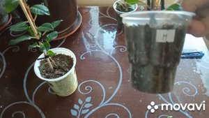 фуксия на штамбе, формировка ( продолжение)