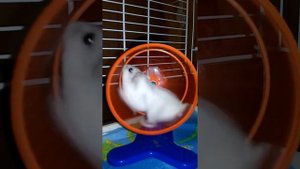 хомяк бегает в колесе