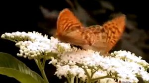 ЧЕЧНЯ хьехам Проповедь Салах Межиев