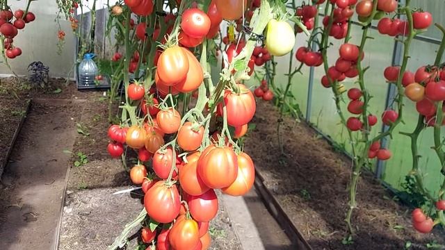 Томаты итальянской и французской селекции! Ленинградская обл. смотреть онлайн