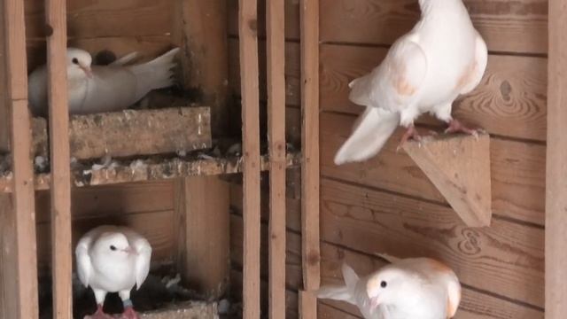 Бакинские голуби Самина в Хачмазе! смотреть онлайн