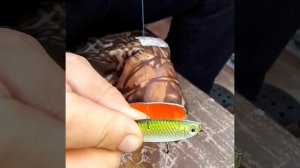 Щука на бокоплав в отвес. Оснашение приманки на поводок.