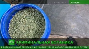 Криминальная ботаника