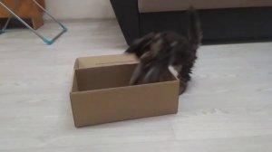 КАК ПРИУЧИТЬ котёнка МЕЙН - КУН к ЛОТКУ!?