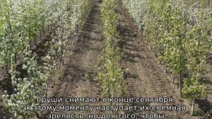 Груша Талгарская Красавица