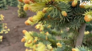 Ель колючая `Frühlingsgold` `Фрюлинсголд`