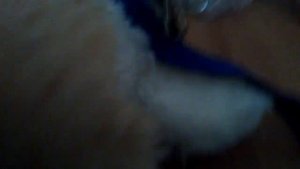 Как правильно одеть шлейку на кота?