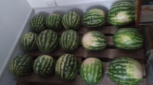 КАК ПРАВИЛЬНО ХРАНИТЬ овощи и фрукты зимой В ПОГРЕБЕ. Общие правила хранения  овощей и фруктов