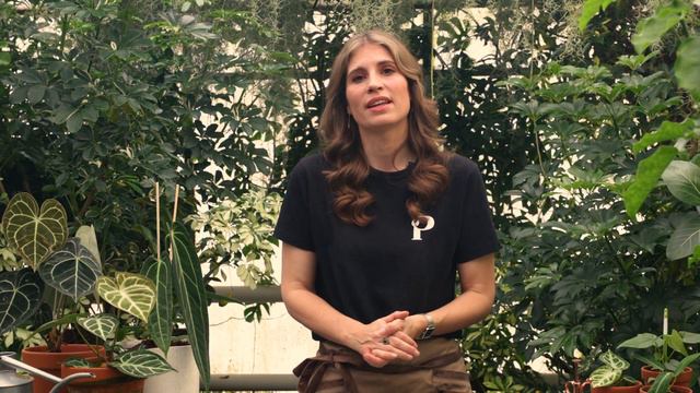 Anthurium houseplant care: lighting, watering & more | PLNTSdoctor S02E10 смотреть онлайн