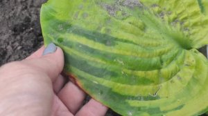 Хоста Lemon Meringue и ее прекрасное продолжение сорта Bamse и  Gabber