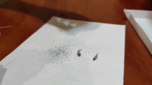 Как вырастить фиалку из семян в домашних условиях смотреть онлайн