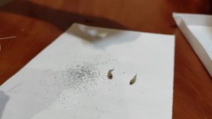 Как вырастить фиалку из семян в домашних условиях