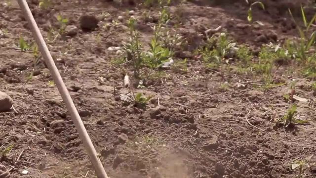 Плоскорез фокина, как работать смотреть онлайн