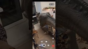 Мобильное приложение  ARLOOPA: Видео для ТикТок, Дополненная Реальность