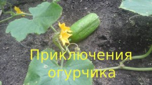 Приключение огурчика