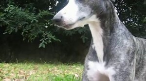 Уиппет - великолпепнейшая собака! / Whippet - the amazing dog!