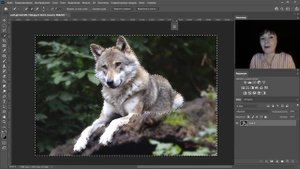 Как вырезать фон или объект в Photoshop: 4 простых способа