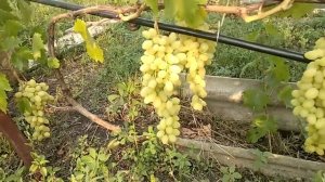 Виноград Долгожданный 2019г.