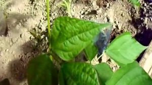 ПОМИДОРЫ И ФАСОЛЬ В ТЕПЛИЦЕ