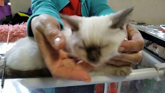 Котята шотландской породы