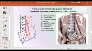 Поясничное сплетение
