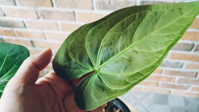 1 min of Anthurium Magnificum смотреть онлайн