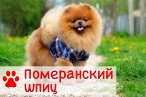 Померанский шпиц | Характер, история, уход