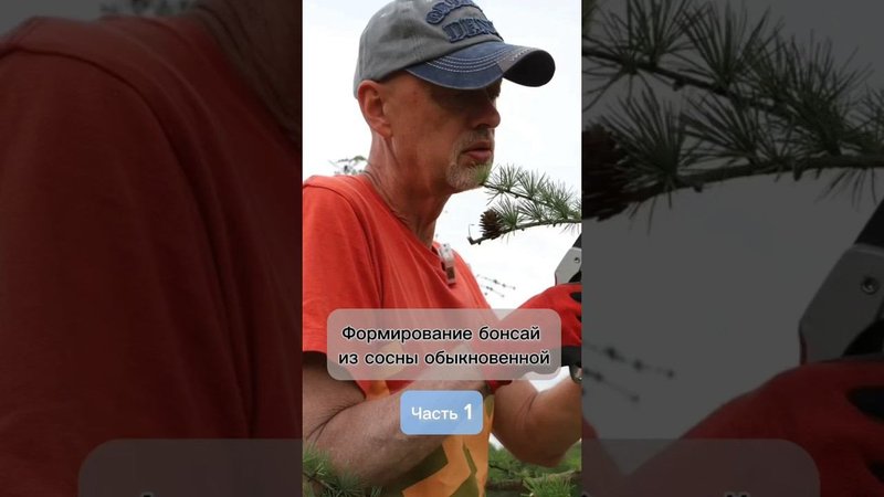 Формирование бонсай из сосны обыкновенной. Часть 1.