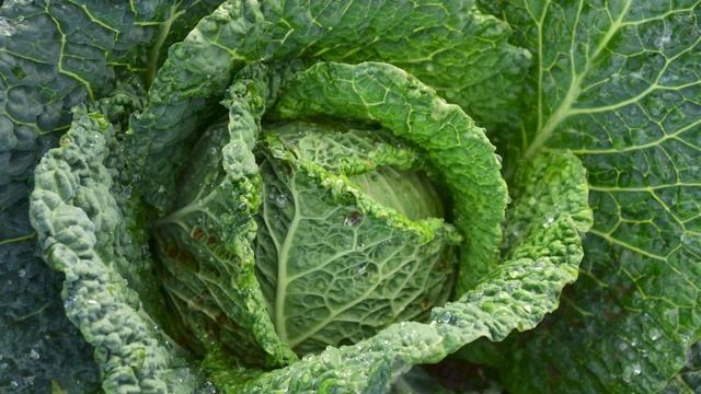 Что Творит КАПУСТА с Организмом Человека? Что Будет Если Есть Капусту Каждый День