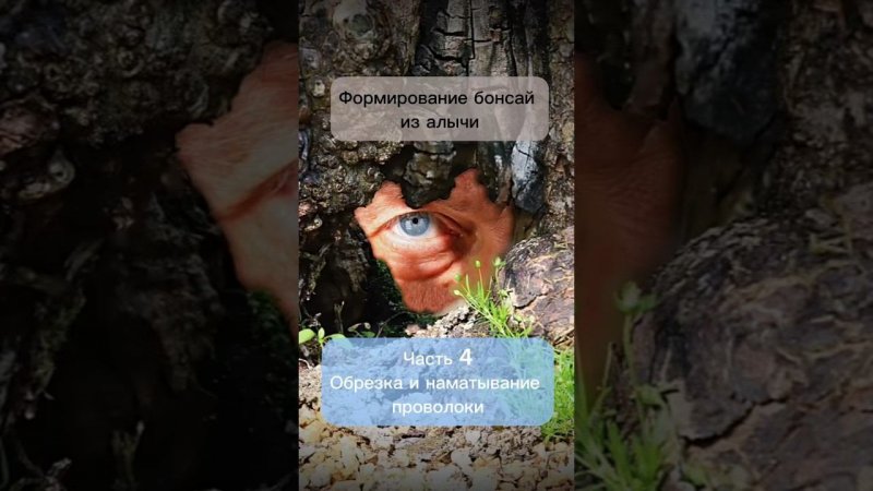 Формирование бонсай из алычи. Обрезка и наматывание проволоки. #бонсай #bonsai #ниваки #сад