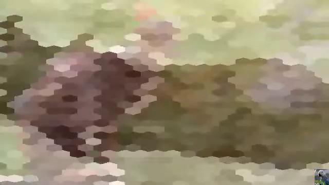Корниш - рекс