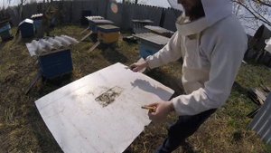 Борьба с клещём варроа дедовским методом и современным