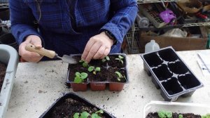 The # 1 MISTAKE gardeners make and potting up Ivy Geraniums