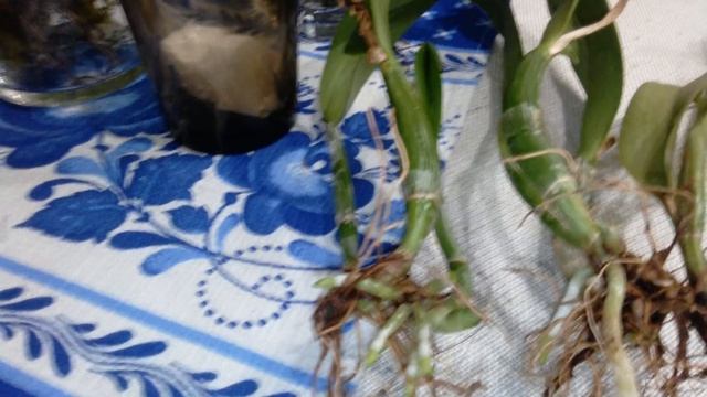 Что делать с орхидеей без корней? Реанимация каттлеи. смотреть онлайн