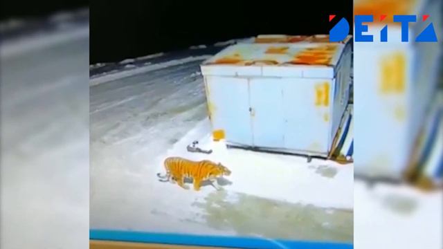 DEITA.RU Тигр наведался в Приморский посёлок смотреть онлайн