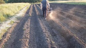 Самодельные ЕЖИ для мотоблока из дисков сошника сеялки! Обработка картофеля Ежами, Сезон 2023