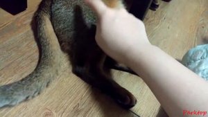 Топ 5 - Самые умные породы кошек .