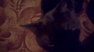 Черная киса ! (18+)