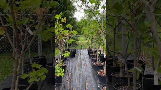 Quick peek/update on fig trees #figtree