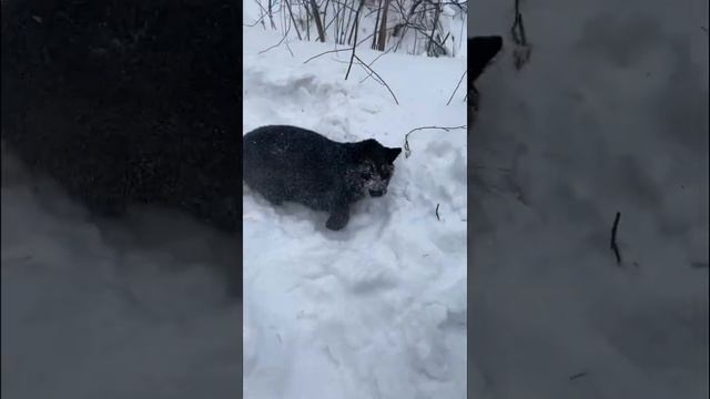 Snow leopard ? #leopard #panther #cutecats