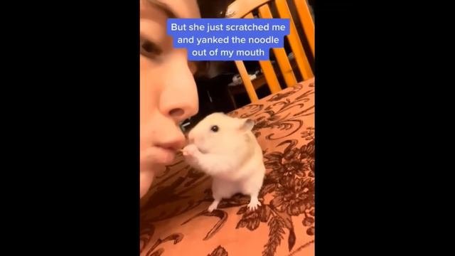 #Забавные_животные 😂  #видео1 (2)