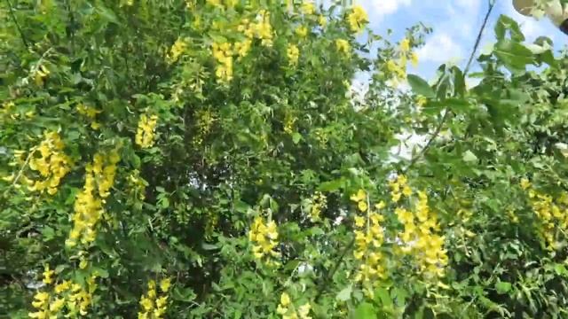 Laburnum anagyroides štědřenec odvislý смотреть онлайн