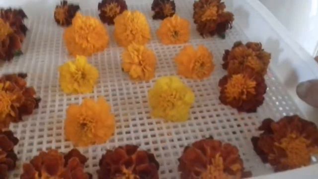 Сушим бархатцы. смотреть онлайн