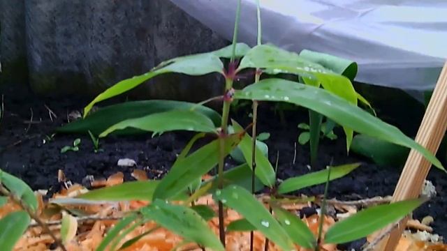 Бамбук из семян которые купил на aliexpress. смотреть онлайн