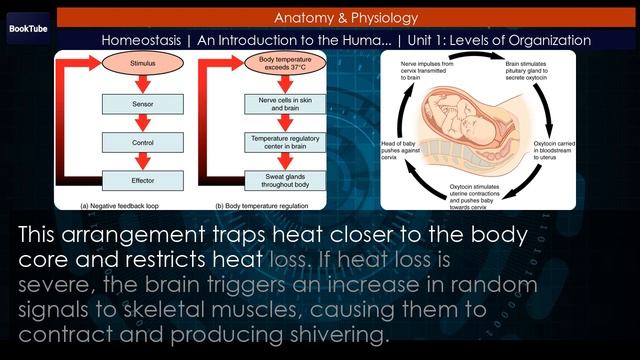 Homeostasis | An Introduction to the Human Body | Unit 1: Levels of Organization смотреть онлайн