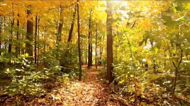 Спокойная релаксирующая музыка леса для тела и души звуки природы смотреть онлайн