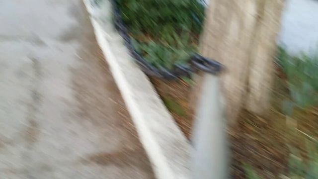 Посадка Дуба (Черешчатого) АР Крым г.Севастополь 2021г. смотреть онлайн