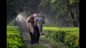 Индийский слон