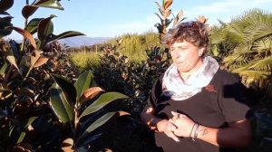 Potatura e coltivazione della magnolia grandiflora