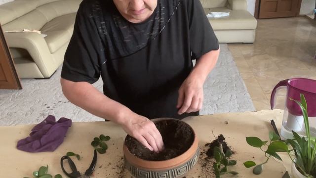 Упало Денежное Дерево. Значит буду обрезать. Кардинальная обрезка Крассулы.